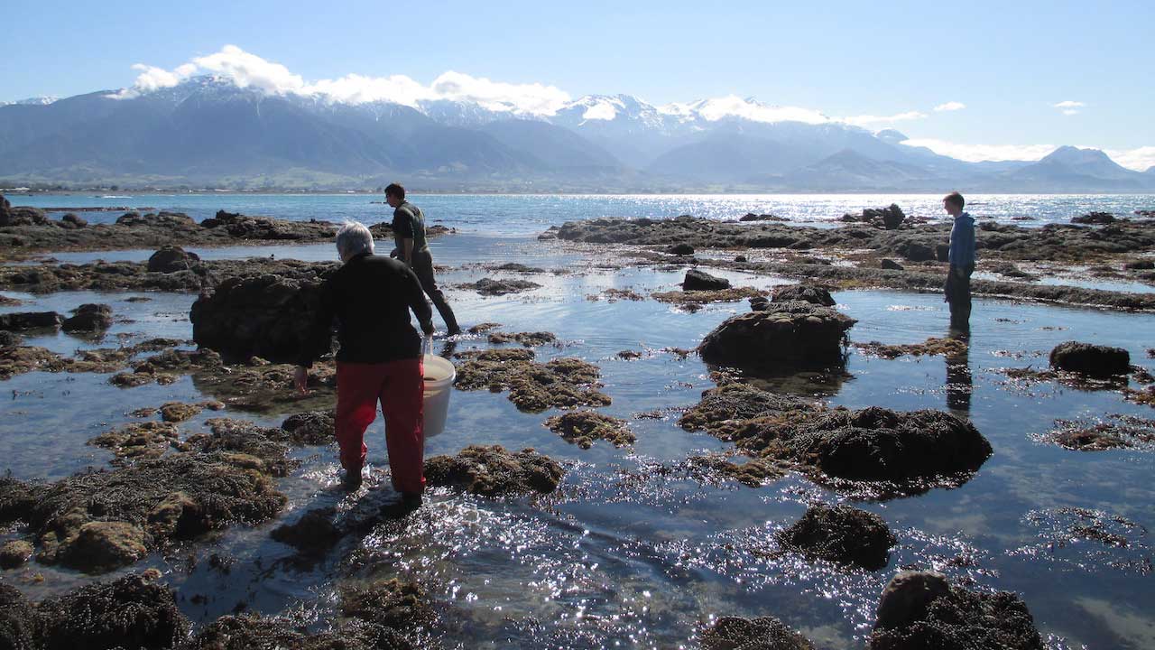 Three people wade in ankle deep water with jutting rocks in New Zealand