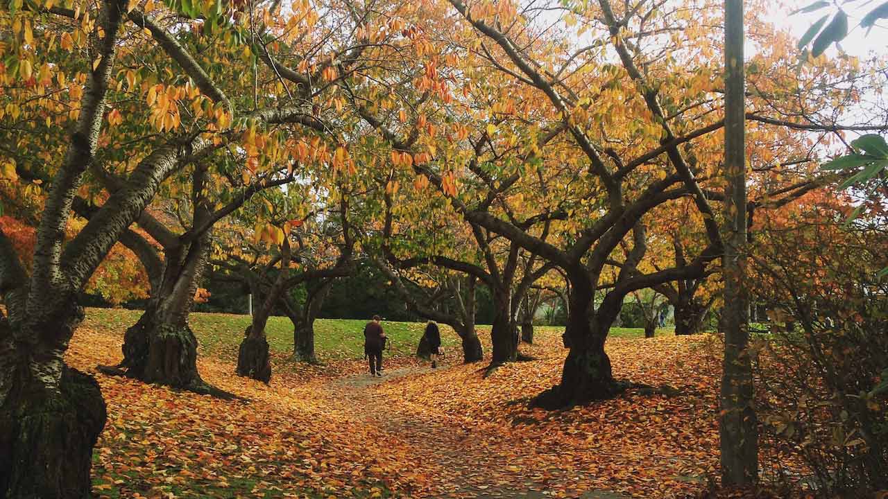 Orange and yellow foliage falls from trees and covers the ground on University of Canterbury's campus
