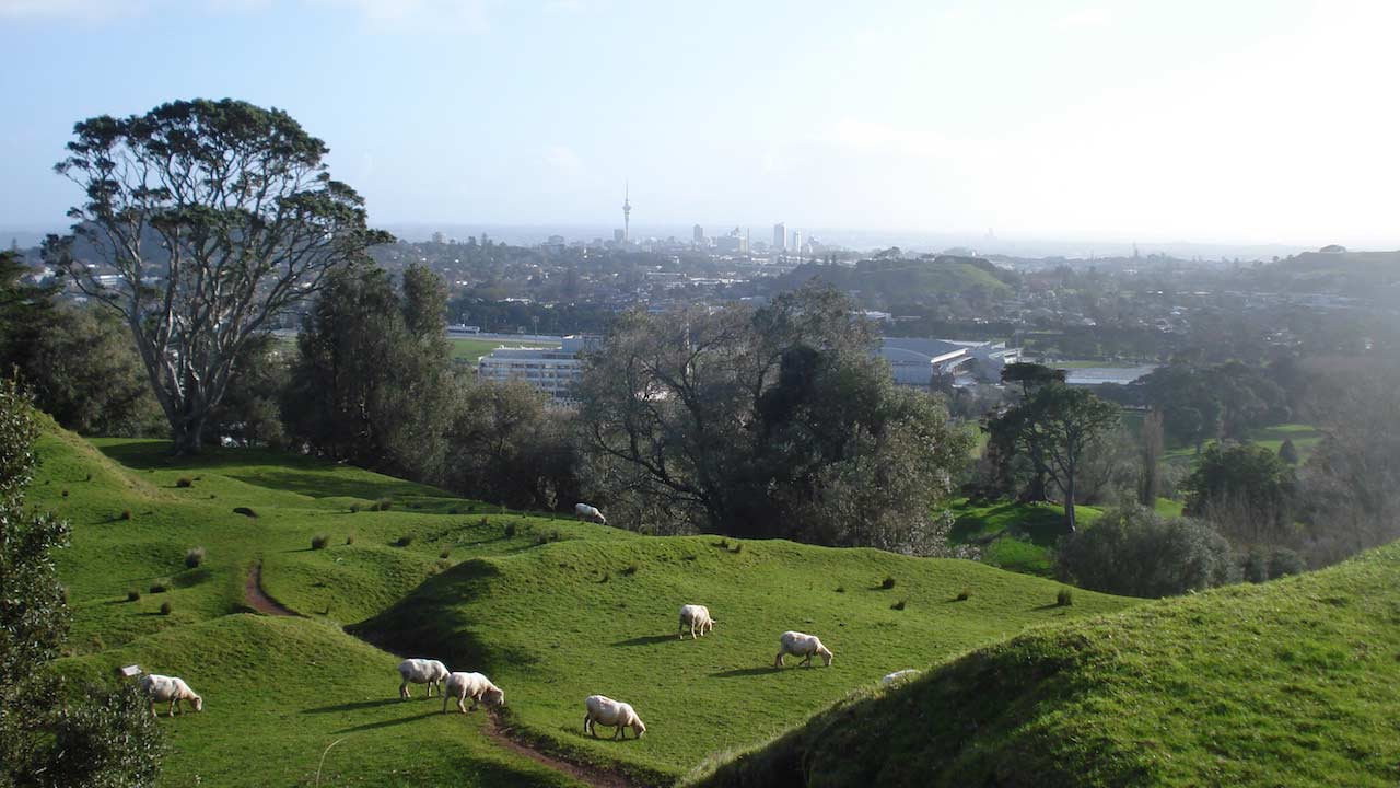 Sheep graze on rolling hills outside the city of Auckland