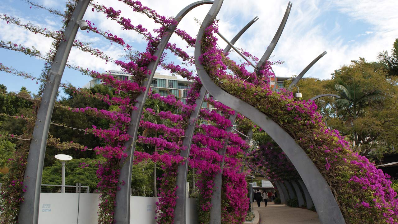 Vibrant magenta bougainvillea flowers grow along the steel posts that line Brisbane Southbank's walkway