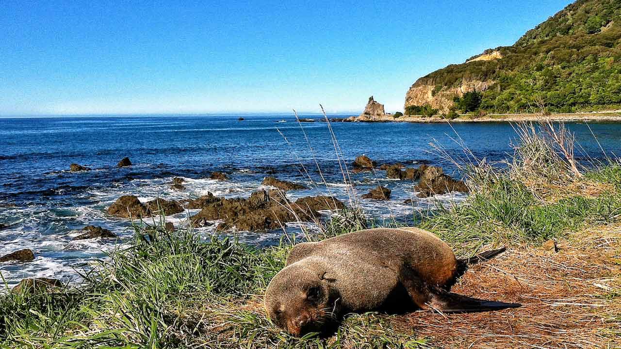 A seal lays on a grassy area near a rocky shore in Dunedin, New Zealand