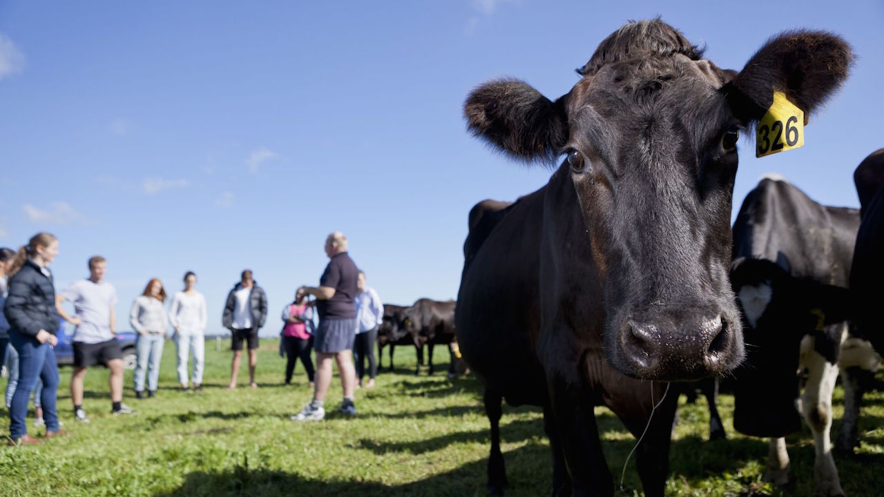 Students stand on a field near a group of black cows