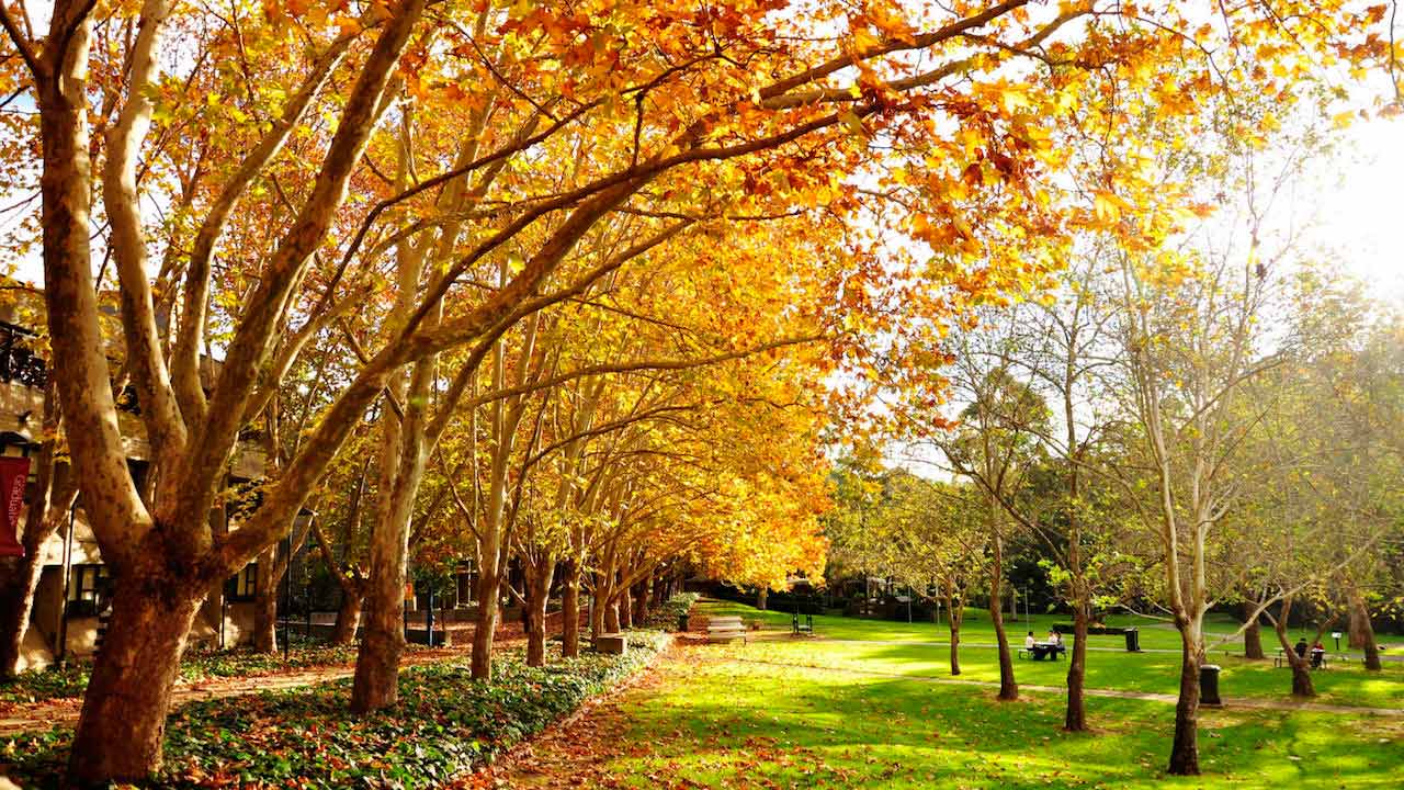 Orange and yellow leaves fall from the large trees on Macquarie University's campus near Sydney, Australia