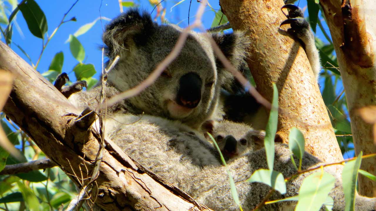 A koala sits tucked away in a tree surrounded by branches and leaves