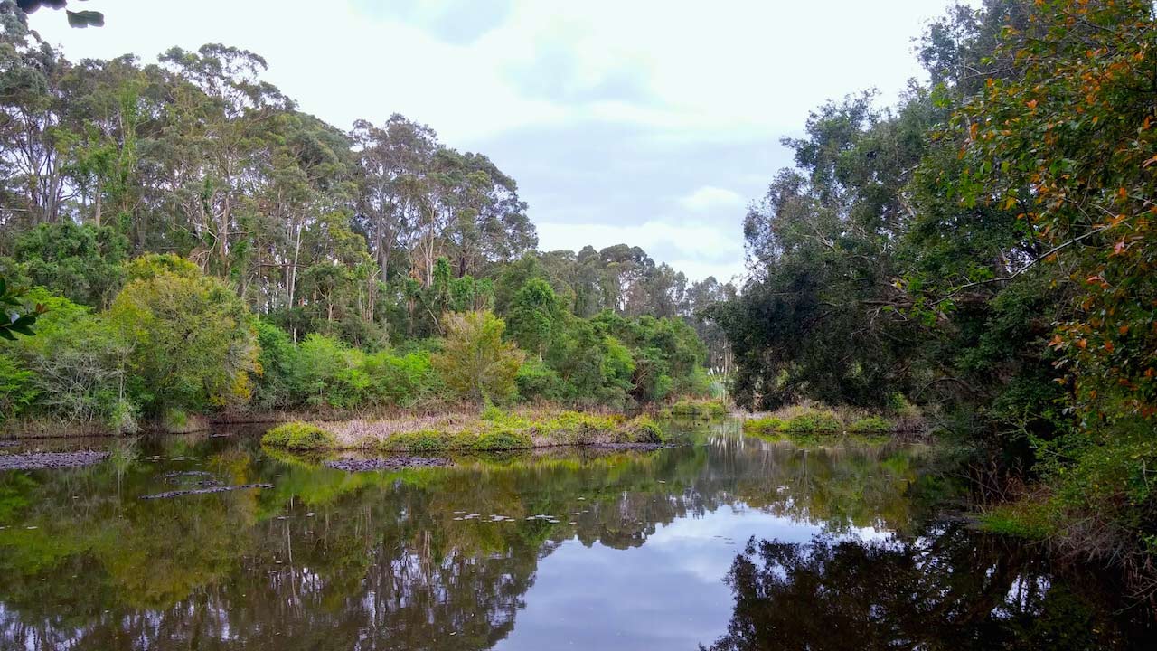Trees and shrubbery reflected in a pond in Newcastle, Australia