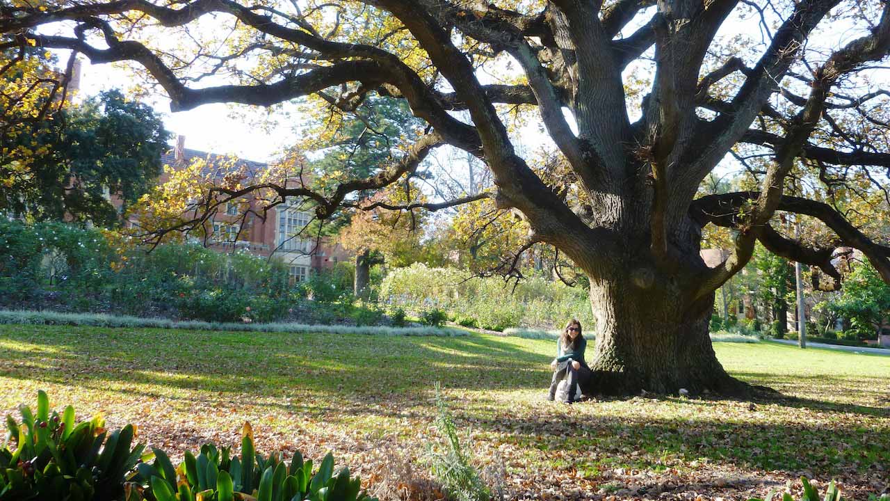 A woman sits under a sprawling tree in a park on a sunny day in Perth, Australia