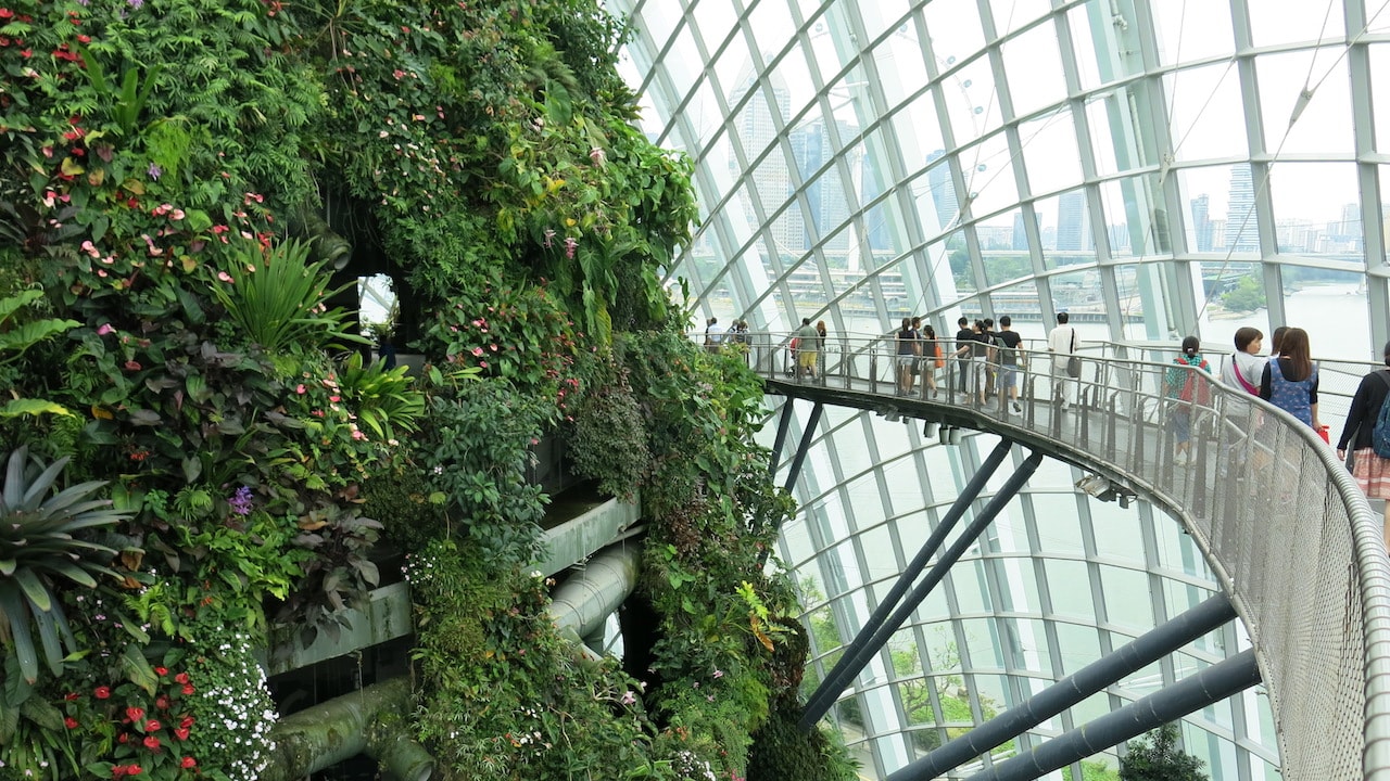 People walk on a bridge observing the lush greenery inside a glass dome in Singapore