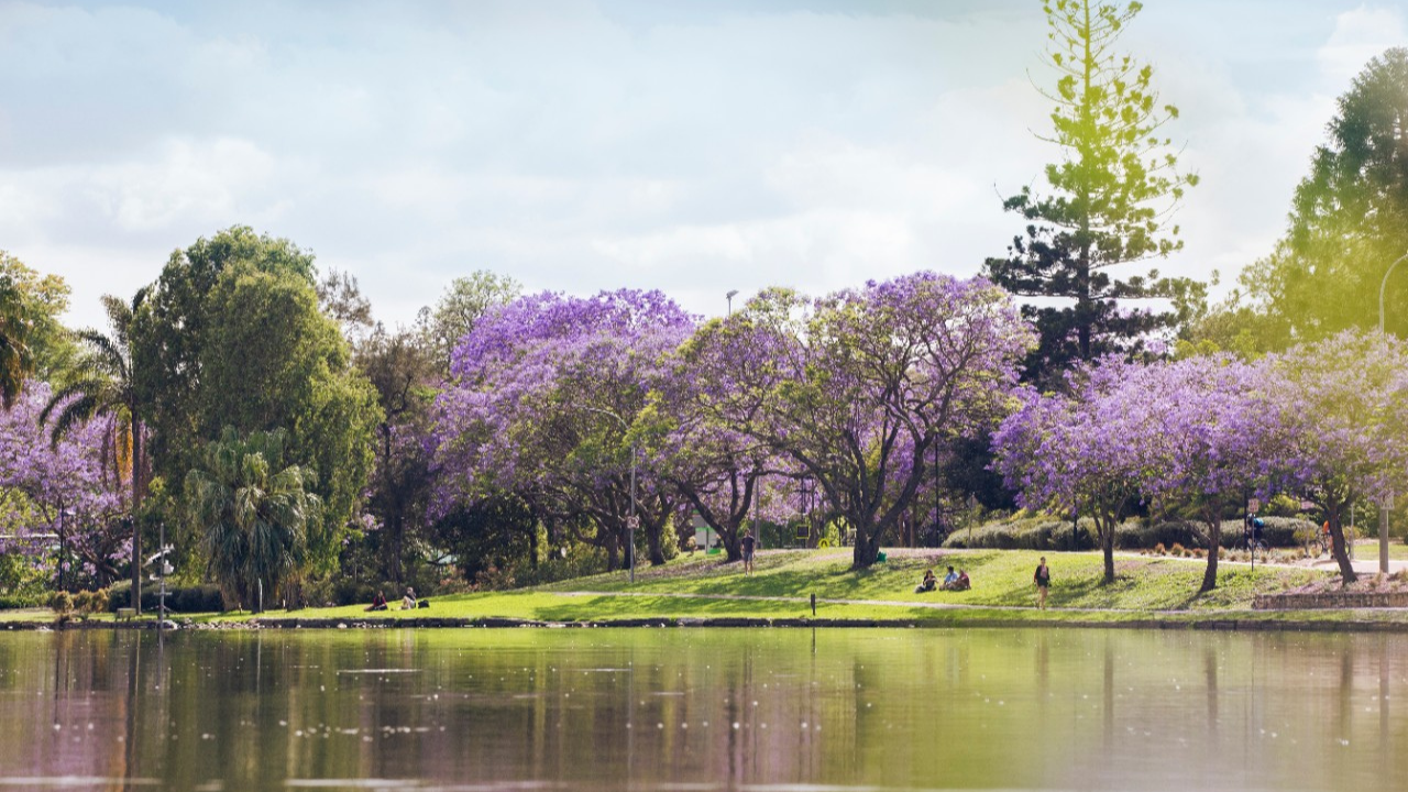 Lake on University of Queensland Campus